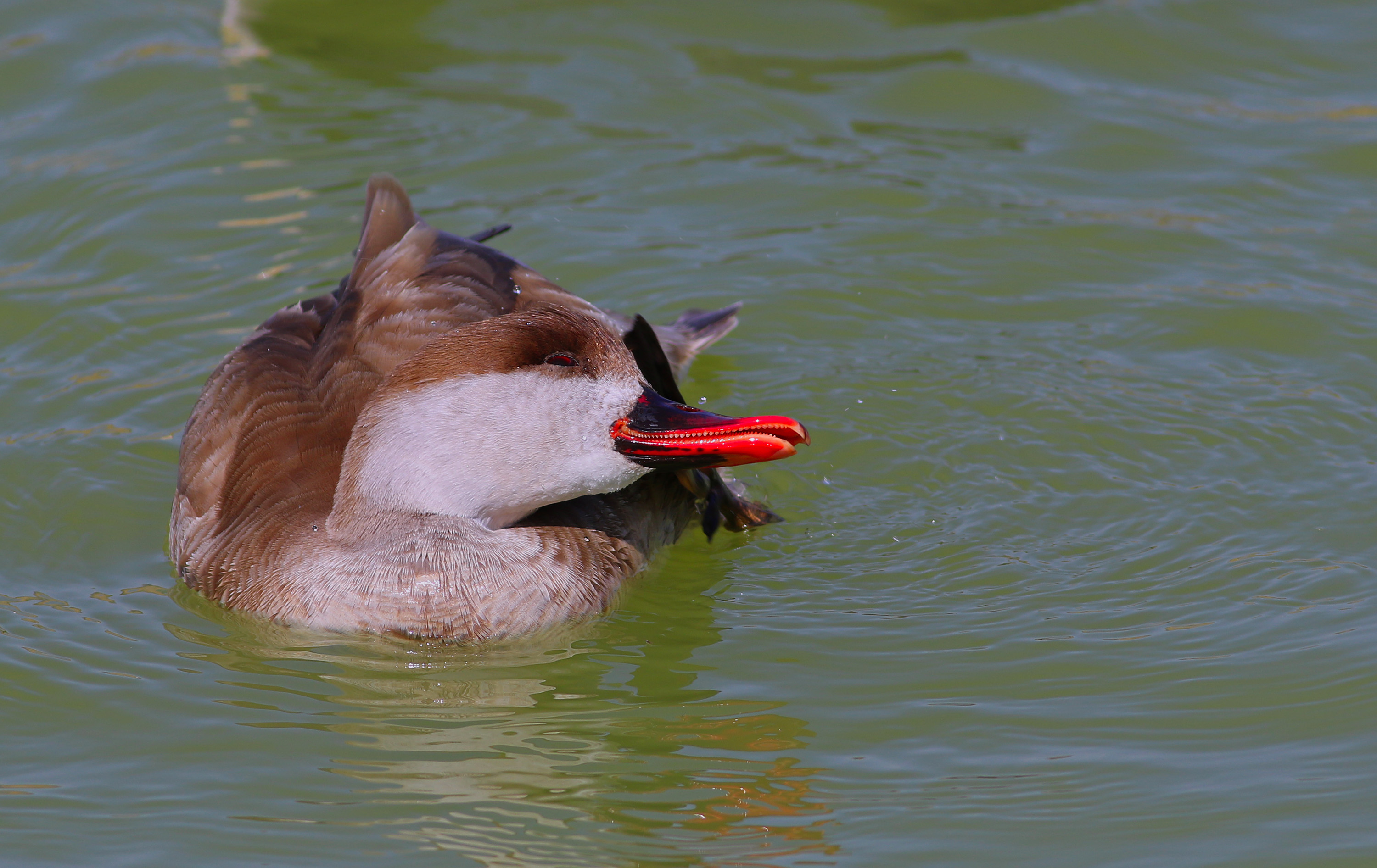 Red-crested Pochard